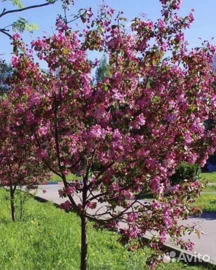 Яблоня декоративная Недзвецкого, Ред Сентинел