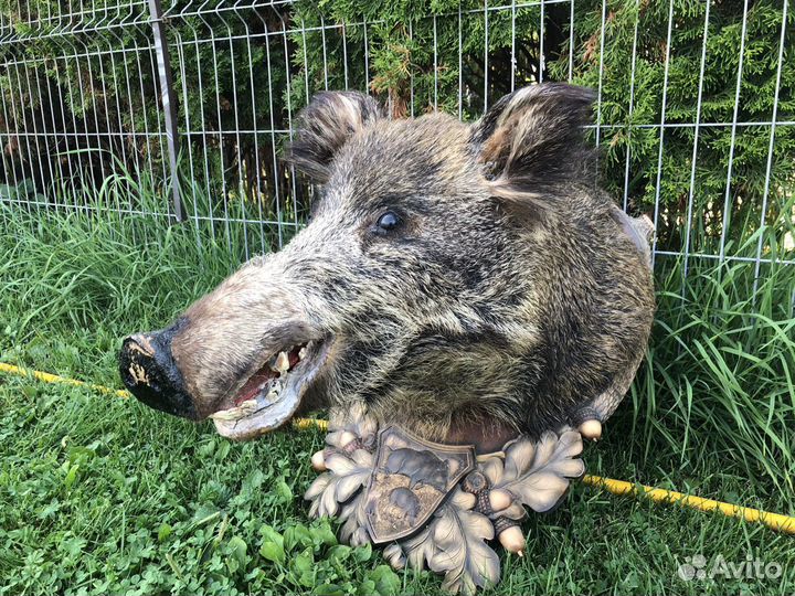 Голова кабана