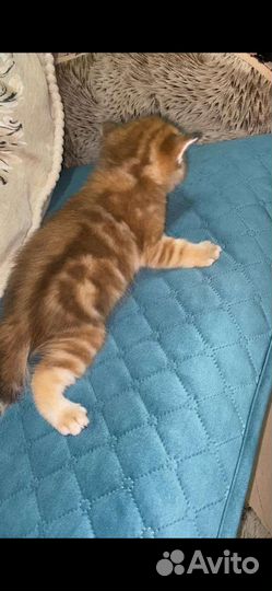 Котята золотая шиншилла