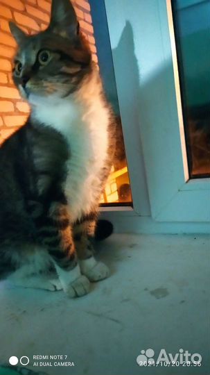 Котик в дар