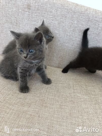 Отдам котят в добрые руки