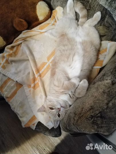 Подарю добрым людям