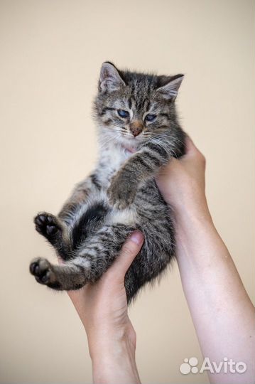 Котенок особенный