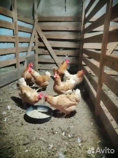 Семья минимясных кур