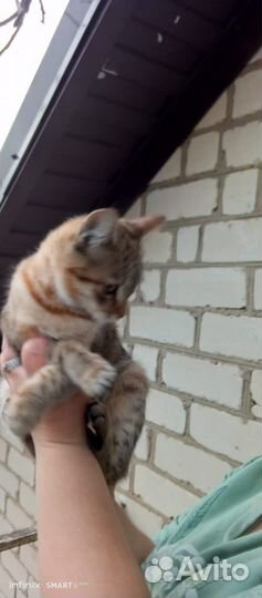 Кошка мес 5