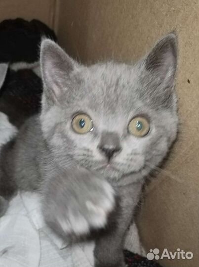 Британские котята