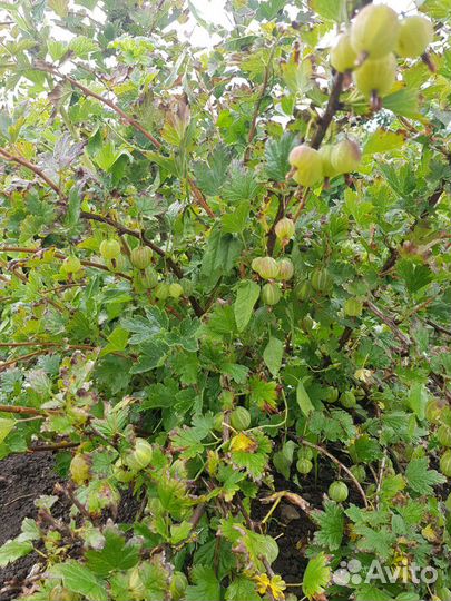 Саженцы плодовые и декоративные