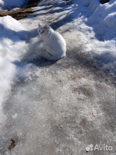 Кошечки в добрые руки