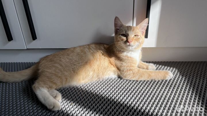 Котенок ищет дом