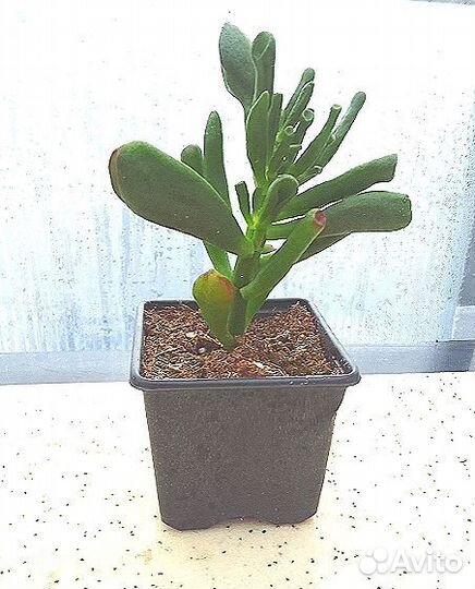 Крассула хоббит, эхиверия, крестовник роули