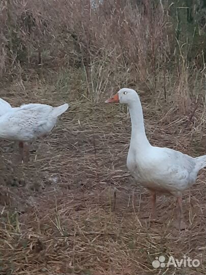 Гуси