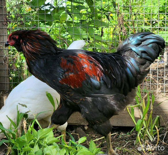 Семья Амераукан