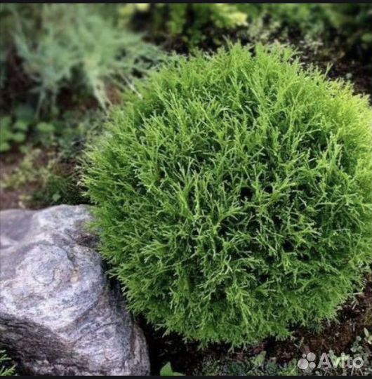 Туя даника саженцы