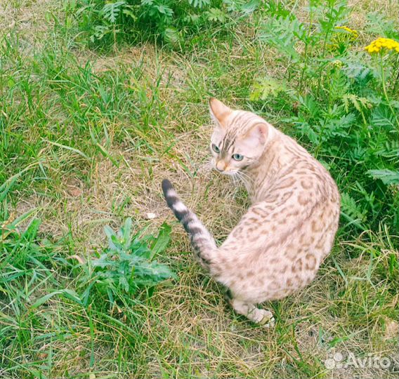 Бенгальские котята. Бенгальские кошки и коты