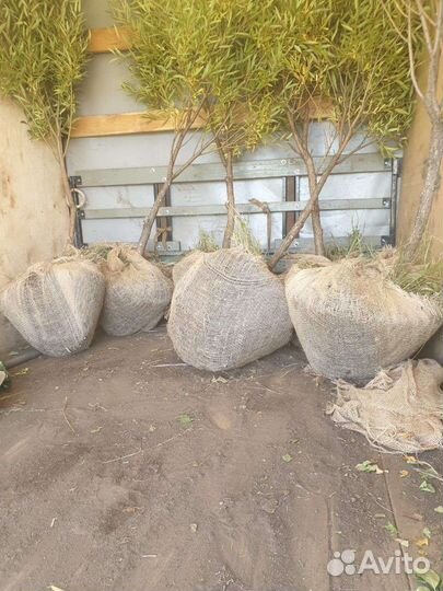 Саженцы деревьев и кустарников