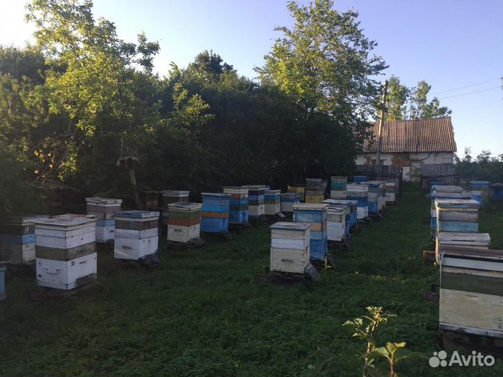 Пчелы с ульями