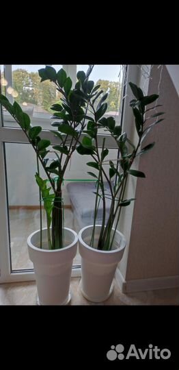 Замиокулькас