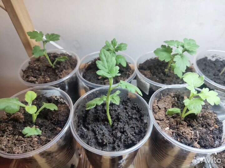 Укорененные черенки хризантемы махровой