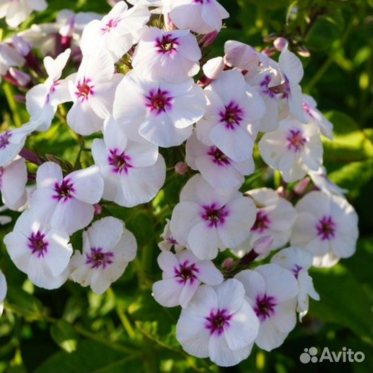 Флоксы метельчатые. корневища и цветущие