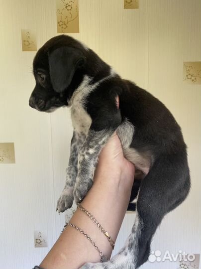 Щенки курцхаара