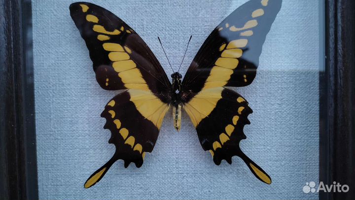 Бабочка в рамке Papilio thoas (сувенир, подарок)