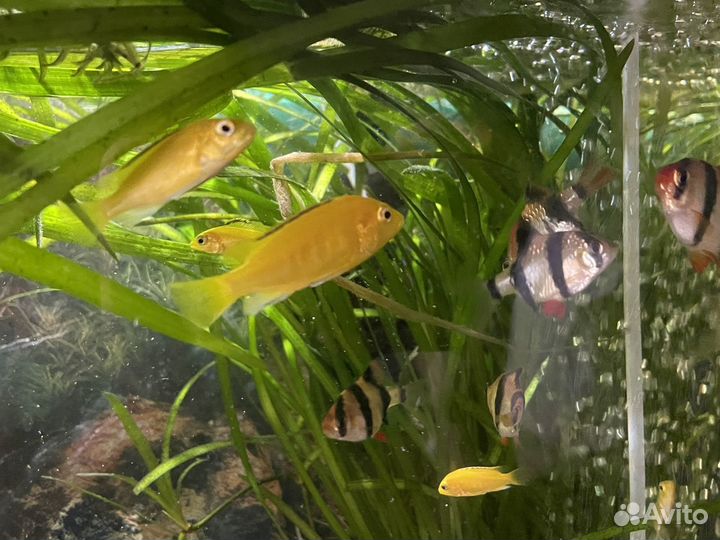Еллоу рыбы