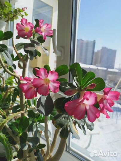 Черенки адениума