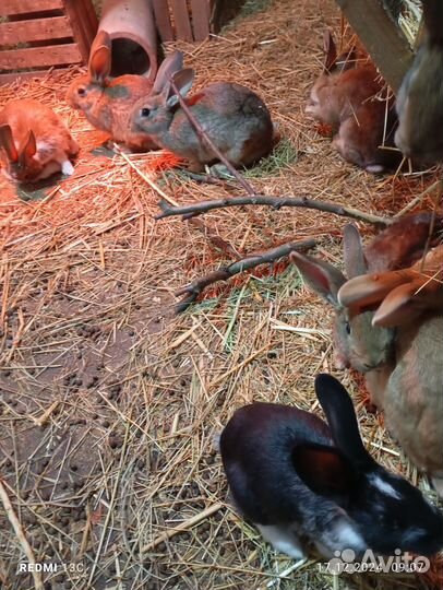 Крольчата - 3 месяца