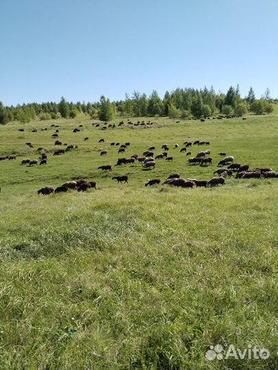 Овцы и Козы на племя