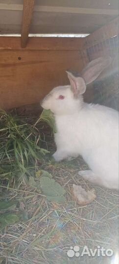 Кролики Фландр