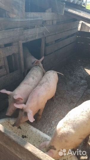 Ландрас/мангал