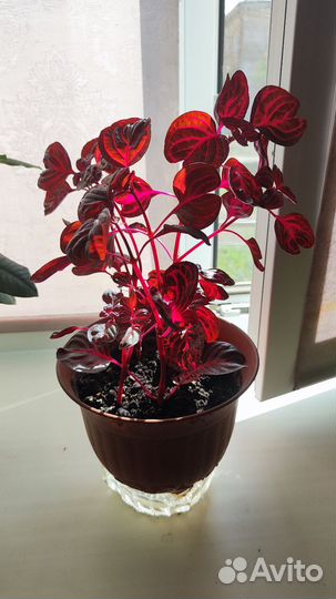 Цветок комнатный