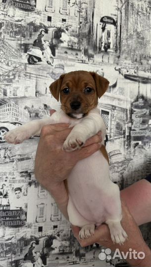 Щенки джек рассел терьер