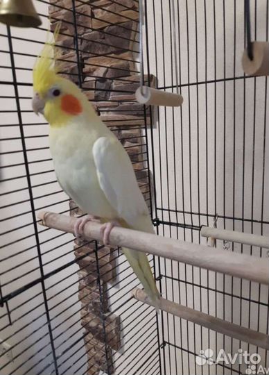 Попугай корелла девочка