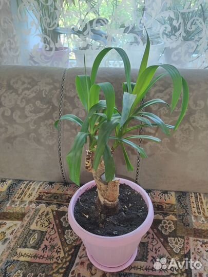 Комнатные цветы