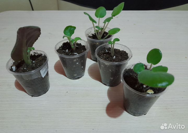 Детки сортовых фиалок