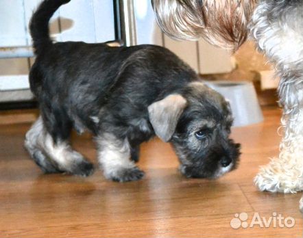 Цвергшнауцер щенки перец с солью