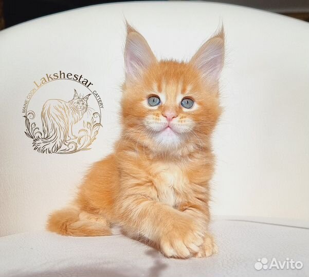 Огненная Treisy Mos Lakshestar