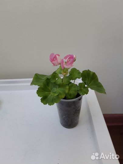 Герань розовая в стаканчике обычная