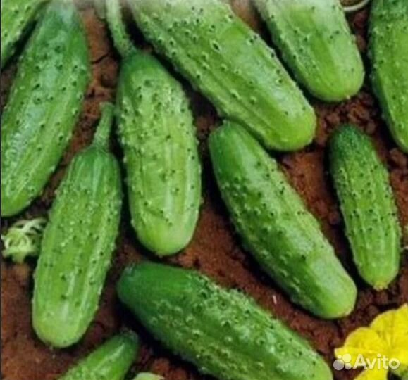 Семена овощей (огурцы)