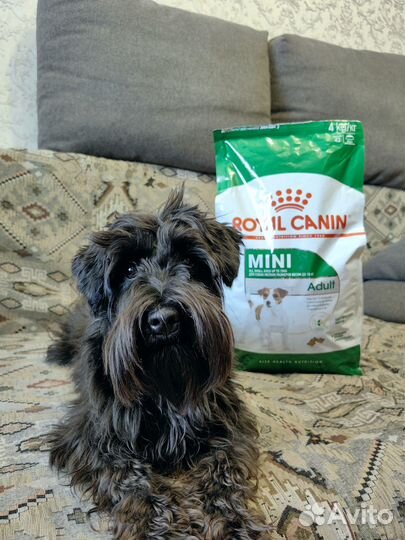 Корм для собак royal canin