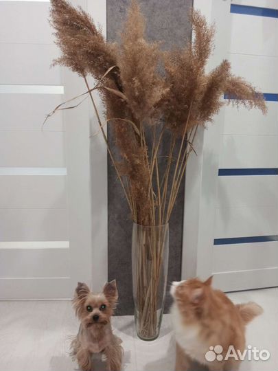 Сухоцветы для декора камыш тростник