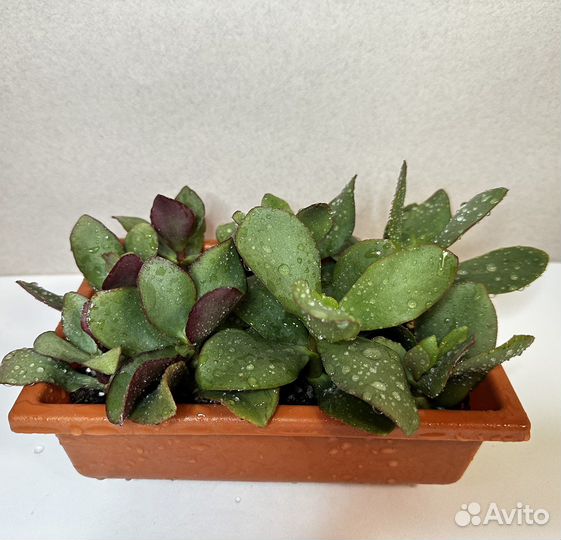 Комнатные растения крассула антуриум каланхоэ