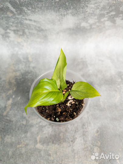 Спатифиллум Spilt milk широкий лист