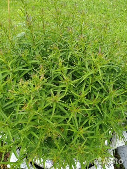 Цветы для сада