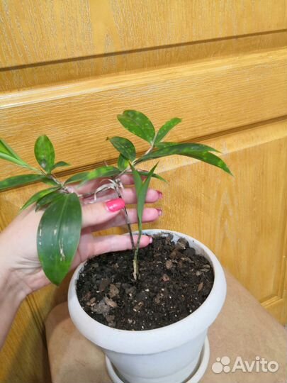 Драцена суркулоза