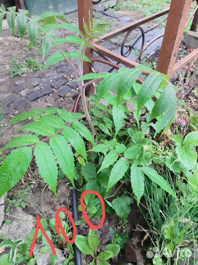 Саженцы сумах оленерогий