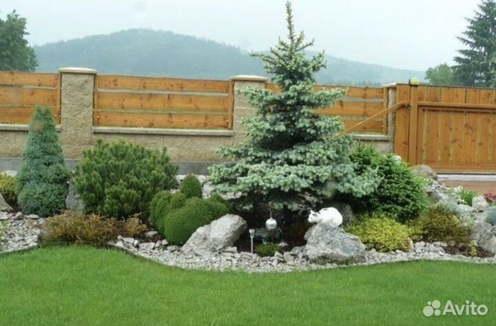 Ель голубая 7 лет- 70 см