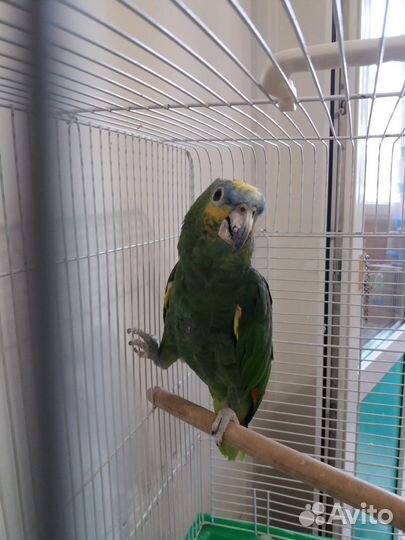 Попугай Amazon