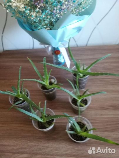 Алоэ лечебный